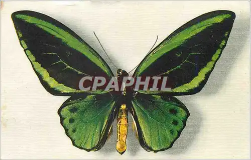 Cartes postales moderne Comite National de l'Enface Avenue FrancklinD Roosevelt Paris Papillon Ornithoptera Aruana