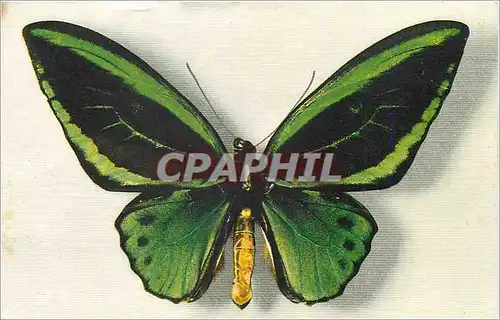 Moderne Karte Comite National de l'Enface Avenue FrancklinD Roosevelt Paris Papillon Ornithoptera Aruana