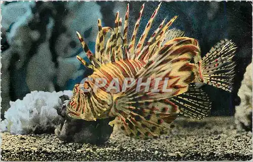 Cartes postales moderne Aquarium de Monaco Pterois Volitans