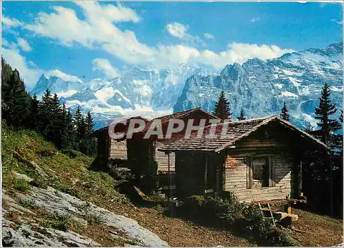 Cartes postales moderne Spatenbodenrotmoos ab Grindelwald (Berner Oberland