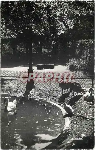 Cartes postales moderne Besancon (Doubs) Promenade Micaud Les Cygnes