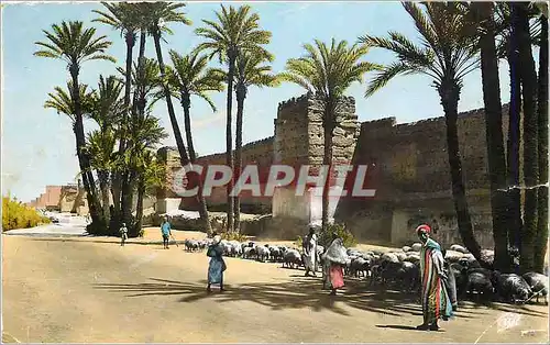 Cartes postales moderne Marrakech Les Remparts de Bab Doukkala