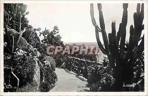 Cartes postales moderne Monaco les Jardins