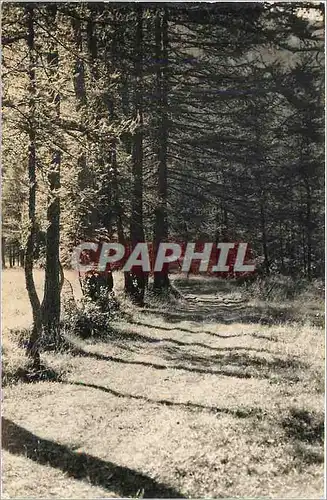 Cartes postales moderne Alpes du Dauphine Sentier sous les Melezes a Ailefroide Vaalouise