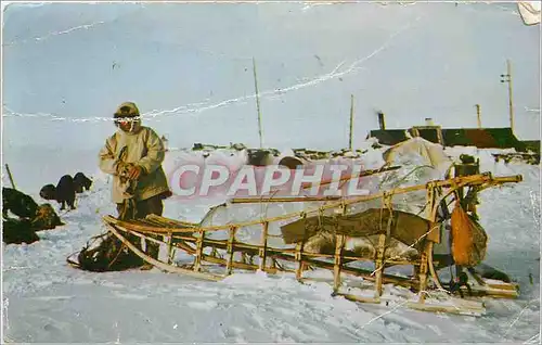Cartes postales moderne Alaska Travel in the Arctic Eskimo sled and Dogs