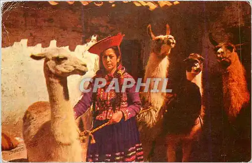Cartes postales moderne India del Lugar con sus Liamas