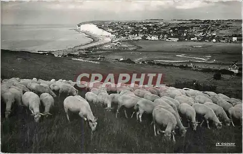 Cartes postales moderne Criel sur Mer (Seine Mmes) Panorama pris des falaises d'aval Moutons