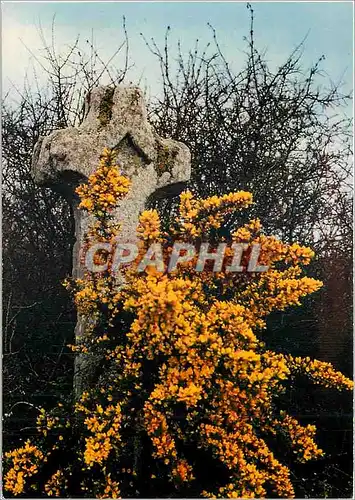 Moderne Karte La Bretagne en couleurs Adossee a l'aubepine une touffe d'ajonc orne ctte croix de chemin