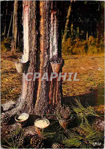 Cartes postales moderne dans les Forets de Gasgogne les Pots de Resine