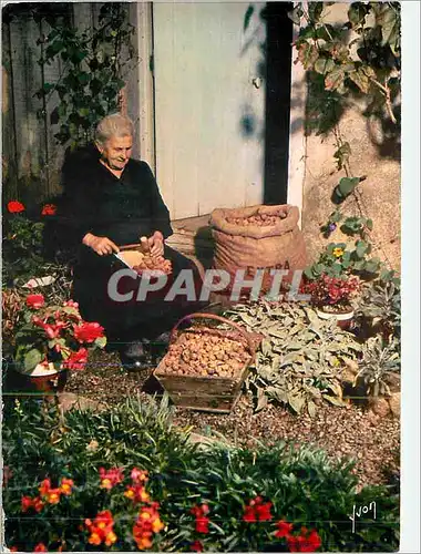 Cartes postales moderne Couleurs et Lumiere de France En Perigord Pays des Truffes et des chateaux Casseuse de Noix