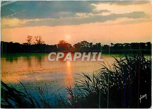 Cartes postales moderne Couleurs et Lumiere de France En Camargue (B du R) Coucher de Soleil sur une riziere