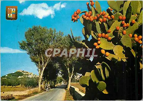 Cartes postales moderne Mallorca Vue partielle