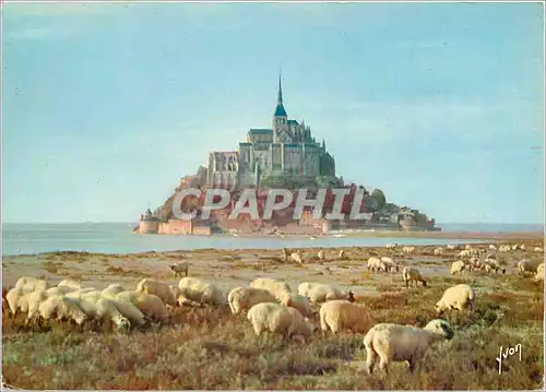 Cartes postales moderne Le Mont Saint Michel (Manche) et ses moutons de pres sales Moutons