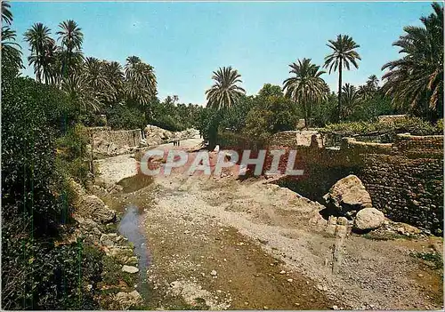 Cartes postales moderne Bou Saada L'Oued et la Palmoraie