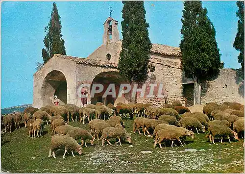 Moderne Karte Les Belles Images De provence Moutons a la chapelle Saint Sixte a Lygalieses