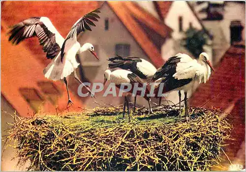 Cartes postales moderne L'Alsace Pittoresque Le retour au nid Cigognes