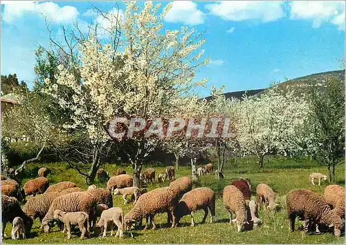 Cartes postales moderne Le Printemps en Provence