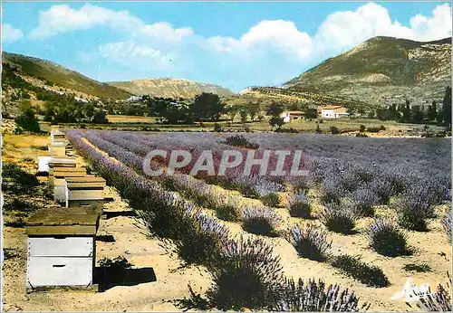 Moderne Karte La Provence Pittoresque Un Rocher et son Champ de Lavande