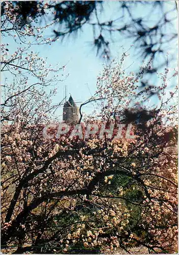 Cartes postales moderne Les Belles Images de Provence Amandiers en Fleurs au Moulin de A Daudet