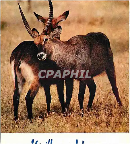 Cartes postales moderne Antilopes