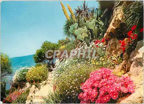 Cartes postales moderne Coulerus et Lumiere de France La Cote d'Azur miracle de la nature jardin fleuri de la cote d'Azu
