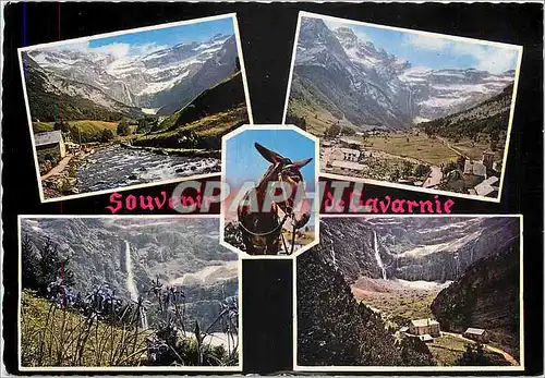 Moderne Karte Souvenir de Gavarnie Ane Mule