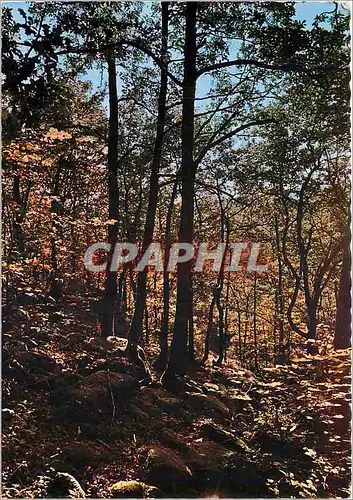 Cartes postales moderne Notre Belle France Un joli sous bois en automne