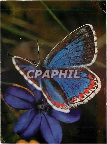 Moderne Karte Lysandra Bellargus Adonis Blue Papillon