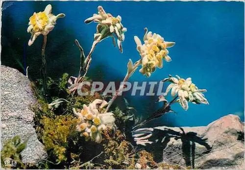 Cartes postales moderne Flore de Montagne Edelweiss Leontopodium Alpine