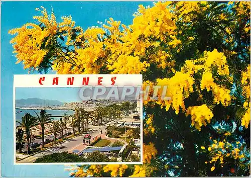 Cartes postales moderne Cannes