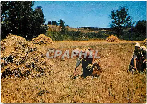 Cartes postales moderne Les Belles Images de Provence les Glaneuses