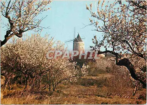 Cartes postales moderne Les Belles Images de Provence Le Moulin  A Daudet et se amendiers en felurs