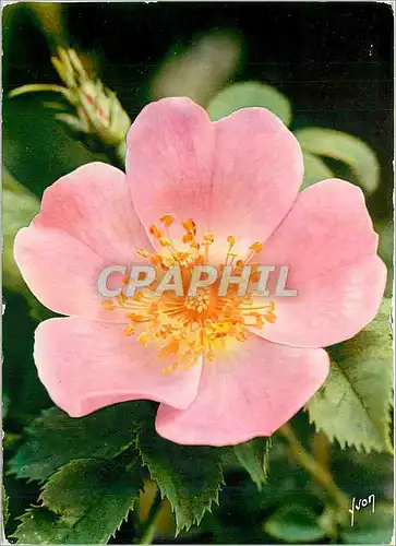 Cartes postales moderne Joues Fleurs de France Eglantine