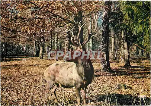 Moderne Karte Dans la  foret de Troncais (Allier) Breve rencontre