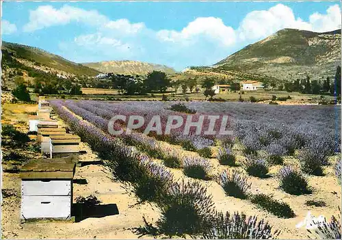 Cartes postales moderne Provence Pittoresque Un Rucher et son Champ de Lavande Ruche Abeille