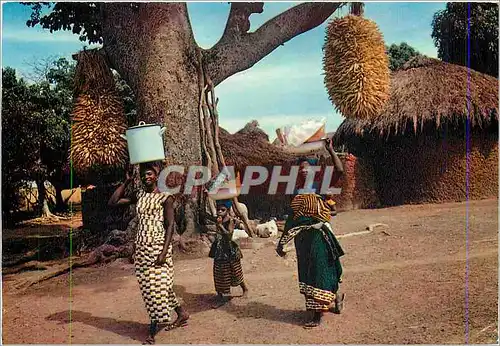 Cartes postales moderne Afrique en Couleurs Depart pour le marche Cote d'Ivoire