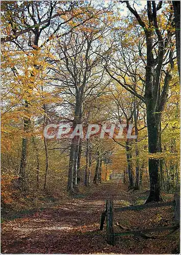 Moderne Karte Nivernais Morvan Sous bois en automne