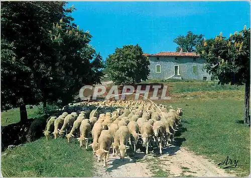 Moderne Karte En Provence un tropeau de Moutons au depart de la Bergerie Moutons