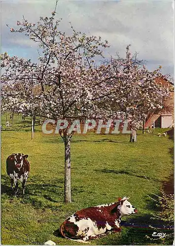 Cartes postales moderne La Normandie Pittoresque Au printemps sous les pommiers Vaches