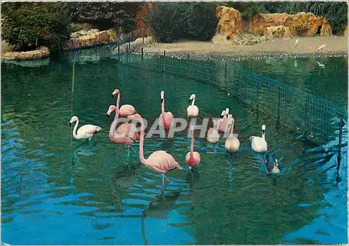 Cartes postales moderne Lyon Le Parc de la Tete d'Or Les Flamants Roses