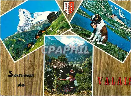 Cartes postales moderne Le Cervin (4476 m) chien du Grand St Bernard Vallee d'Arolla