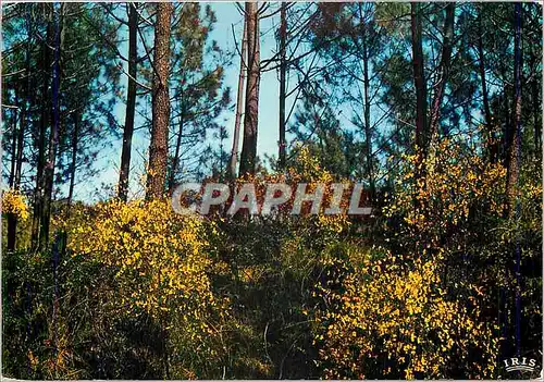 Cartes postales moderne Foret de Pons et Genets