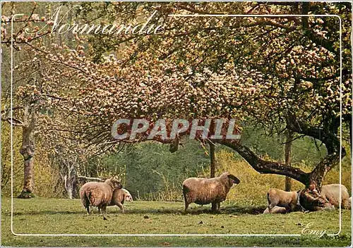 Cartes postales moderne Reflets de Normandie Moutons