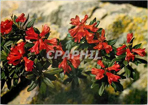 Cartes postales moderne Fleurs des Pyrenees Rhododendrons