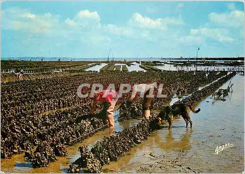 Cartes postales moderne Sur la Cote de Lumiere l'Ile d'Oleron Collecteurs d'Huitres a Boyardville