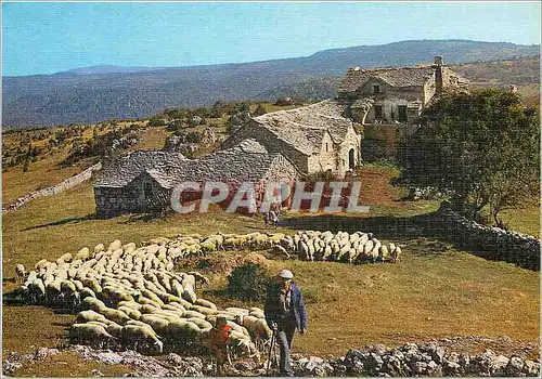 Cartes postales moderne Depart pour la Paturage Berger Moutons