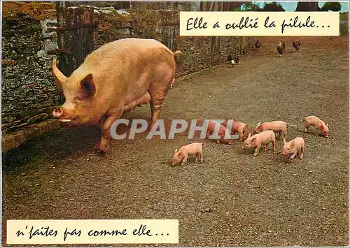 Cartes postales moderne Elle a oublie la pilule ne fautes pas comme elle Cochon Porc