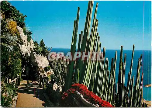 Cartes postales moderne Principaute de Monace Le Jardin Exotique Cierges Orgues du Mexique au fond de Rocher de Monaco