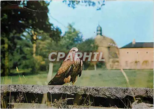 Moderne Karte Jeune Buse devant le Chateau et parc de St Augustin Rapace