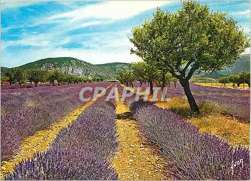 Cartes postales moderne Coulerus et Lumiere de France La Cote d'Azur miracle de la nature Champs de lavande en Provence